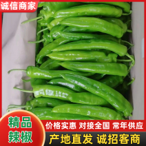 【精品】河南辣椒线椒基地特惠直供保质保量对接全国发货