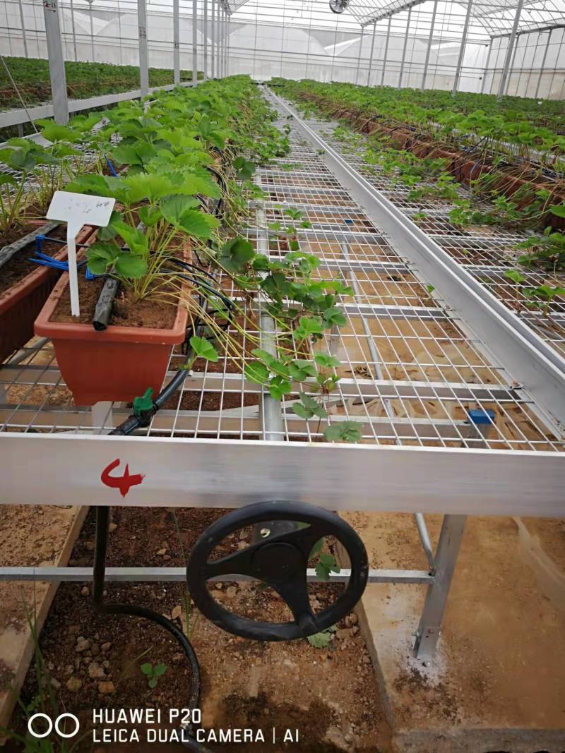 移动苗床热镀锌款大棚育苗用可定制尺寸
