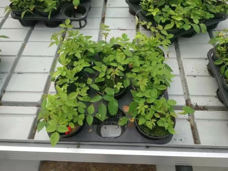 航迪潮汐苗床底部渗灌温室育苗节水省肥