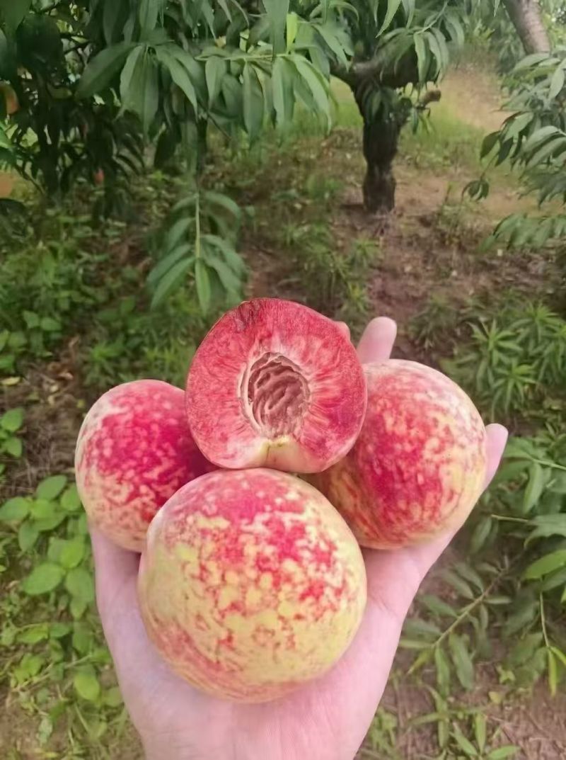 血桃