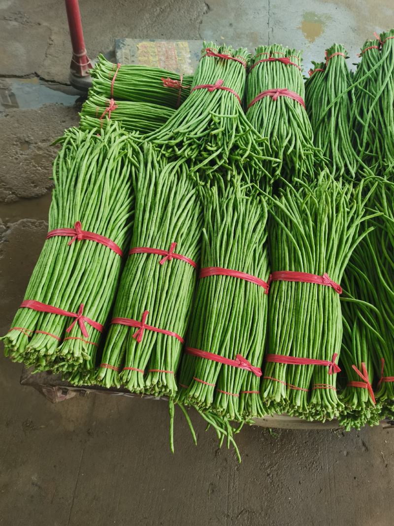 河南焦作博爱长豆角豇豆大量上市中欢迎致电咨询