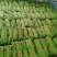 河南焦作博爱长豆角豇豆大量上市中欢迎致电咨询