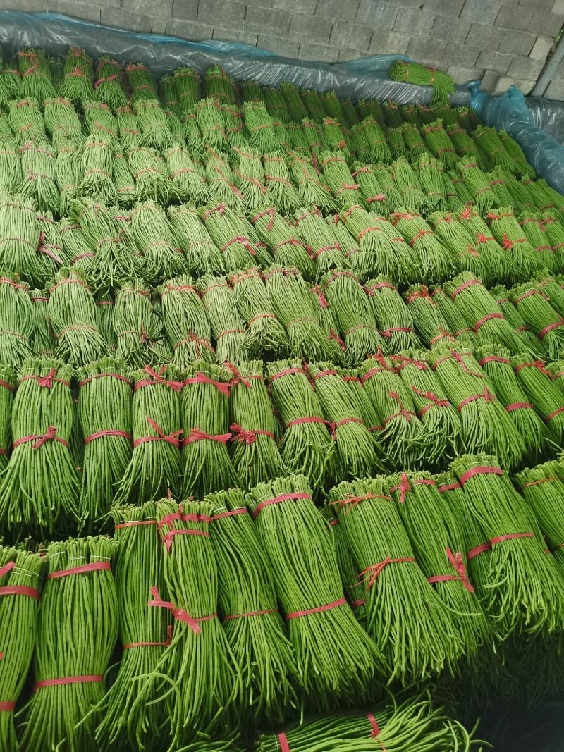 河南焦作博爱长豆角豇豆大量上市中欢迎致电咨询