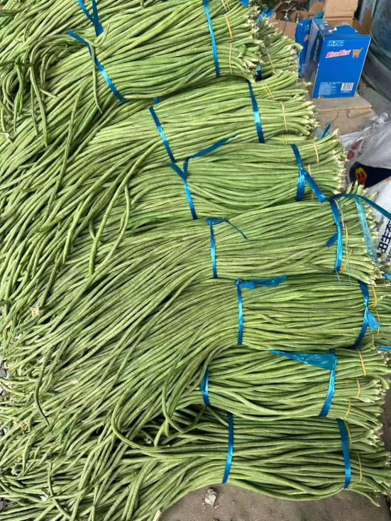 河南焦作博爱长豆角豇豆大量上市中欢迎致电咨询