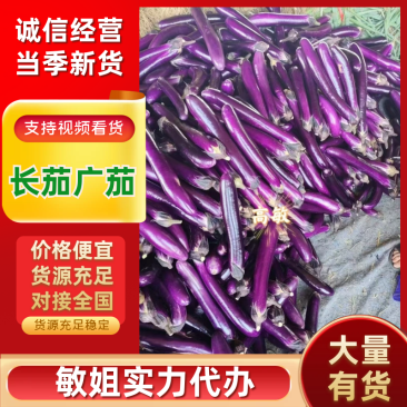 广茄紫棒长茄2026河南产地直发代发全国各大市场