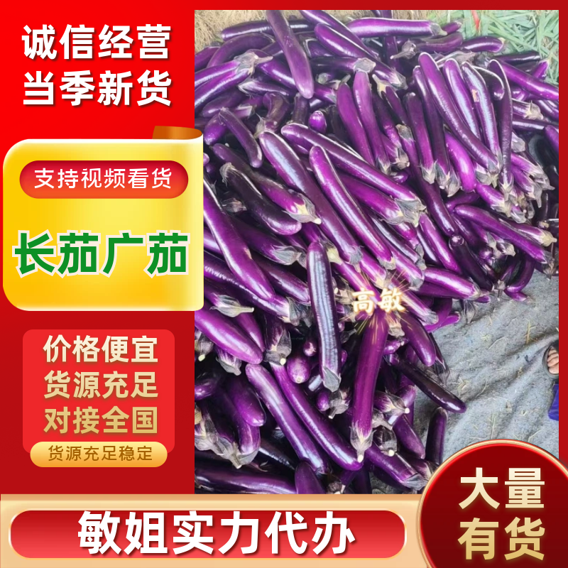 广茄紫棒长茄2026河南产地直发代发全国各大市场