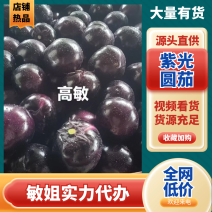 河南焦作博爱2026紫光圆茄上市产地直销个头均匀