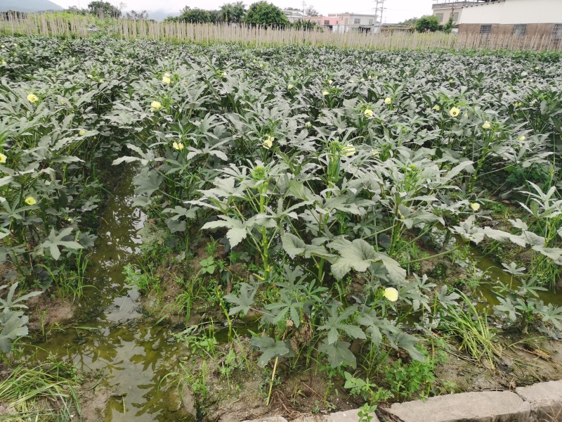 黄秋葵