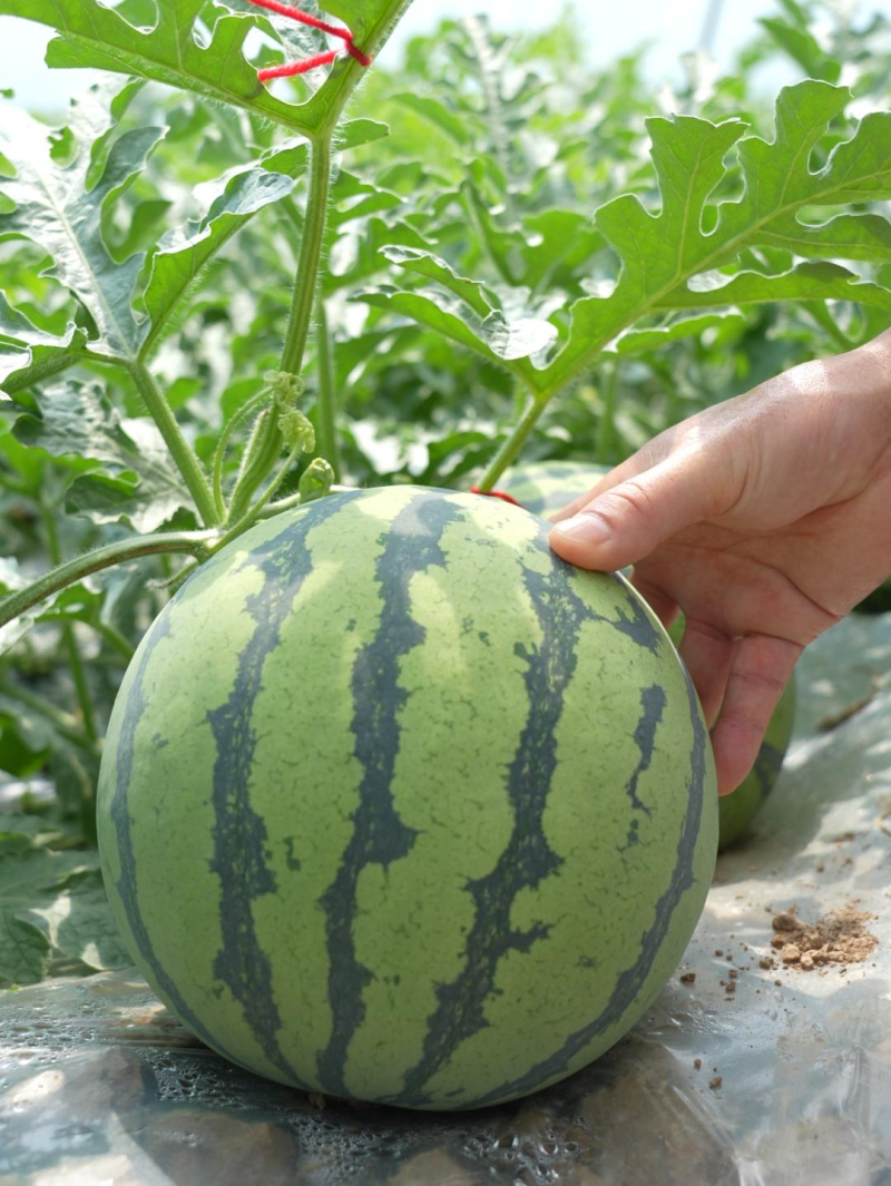 正宗8424西瓜产地整车批发
