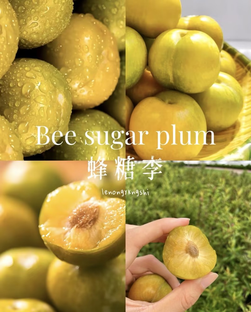 【一件可发】蜂糖李精品李子产地直发对接全国电商，商超