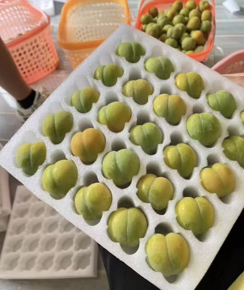 【一件可发】蜂糖李精品李子产地直发对接全国电商，商超