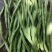 甘肃陇南成县四季豆架豆王豆角豆王无茎豆