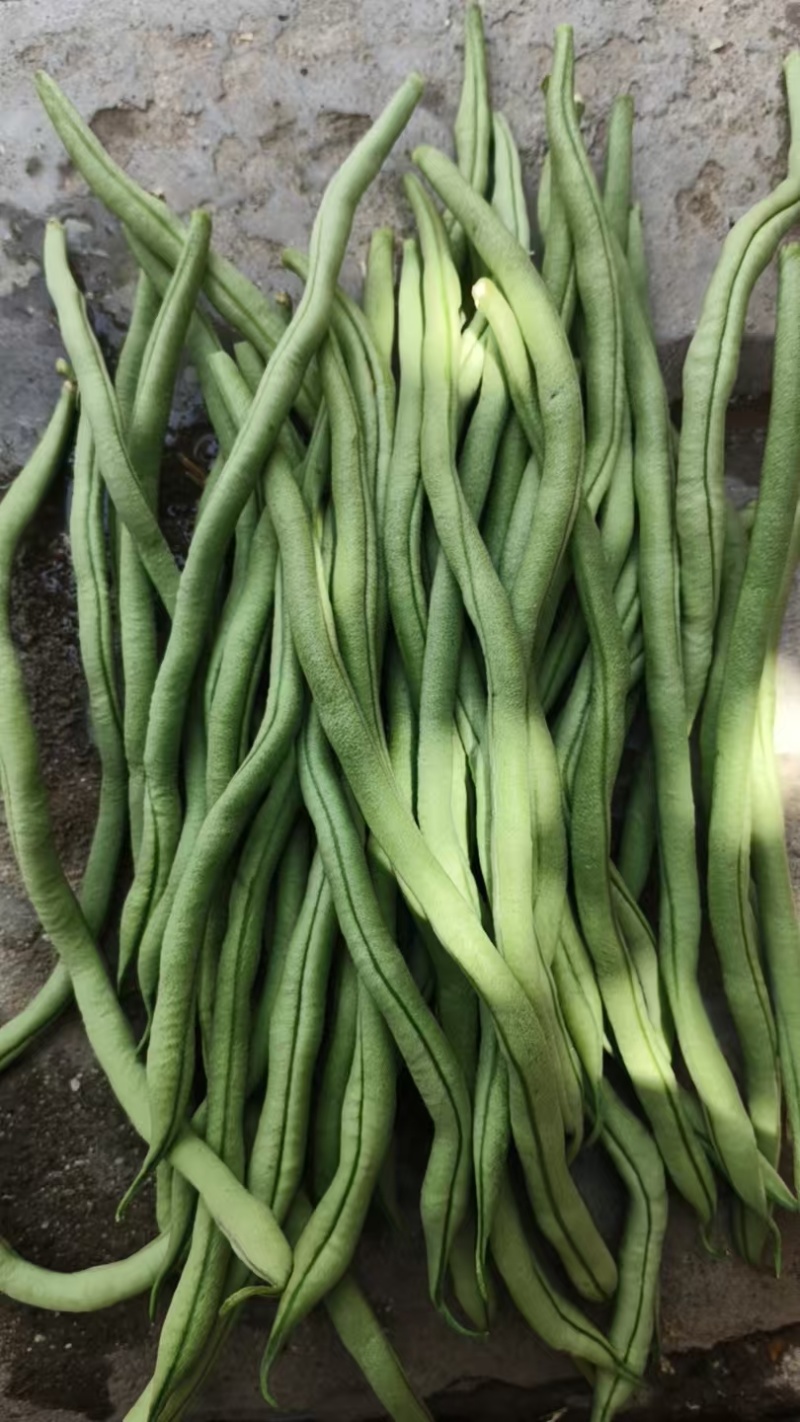 甘肃陇南成县四季豆架豆王豆角豆王无茎豆