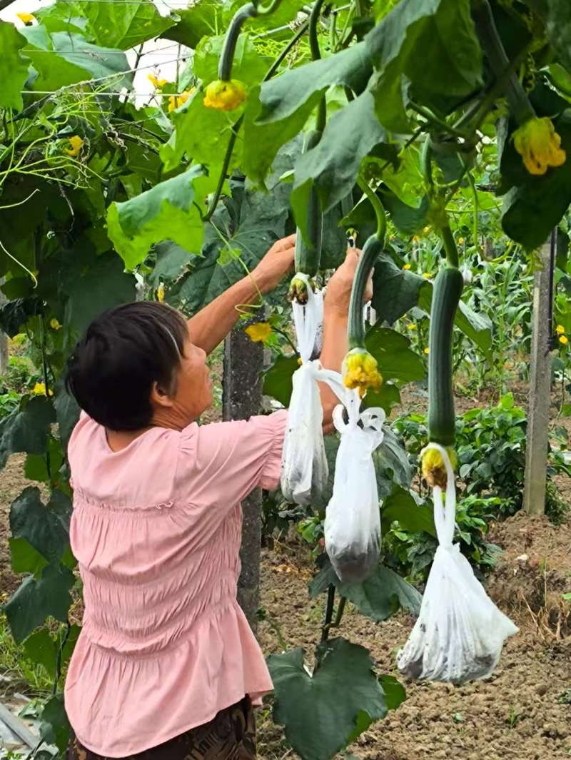 精品油皮丝瓜大量上市产地直发价格优惠欢迎来电洽谈