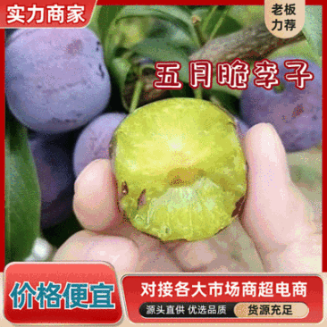 五月脆李子