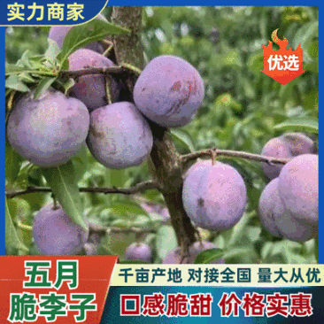 五月脆李子