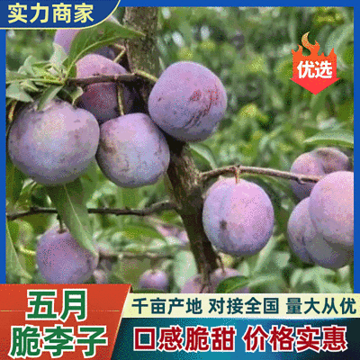 五月脆李子