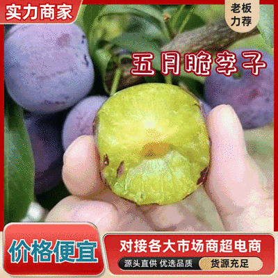 五月脆李子