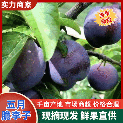 五月脆李子