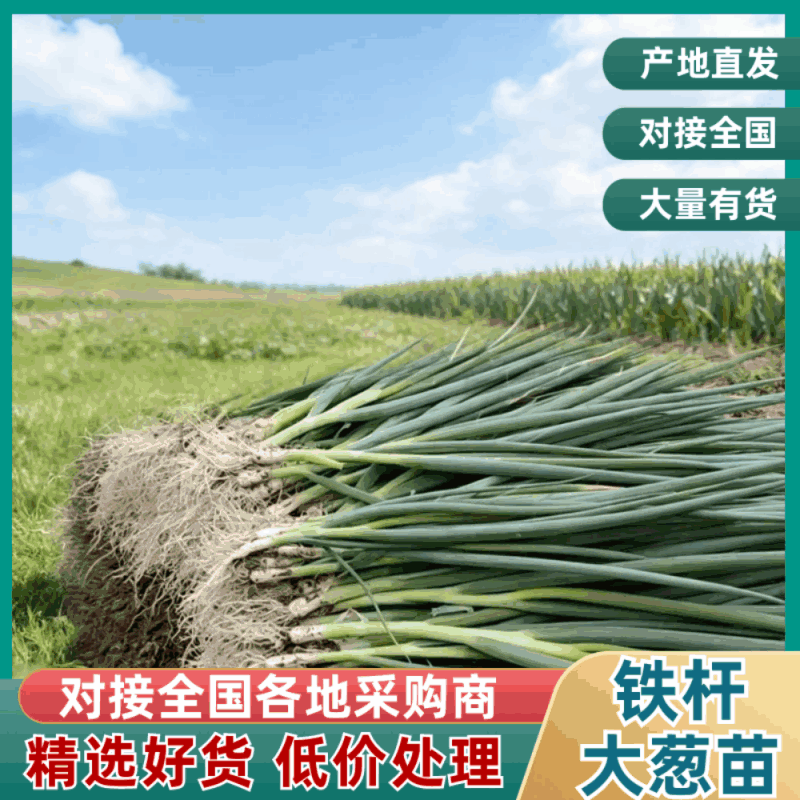 山东潍坊铁杆大葱苗钢葱苗代育葱苗洋葱苗产地直供