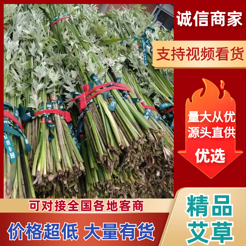 【推荐】艾草产地一手货源保质保量对接全国等
