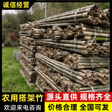 【精品】浙江德清毛竹种植养殖支撑杆果树山药支撑杆