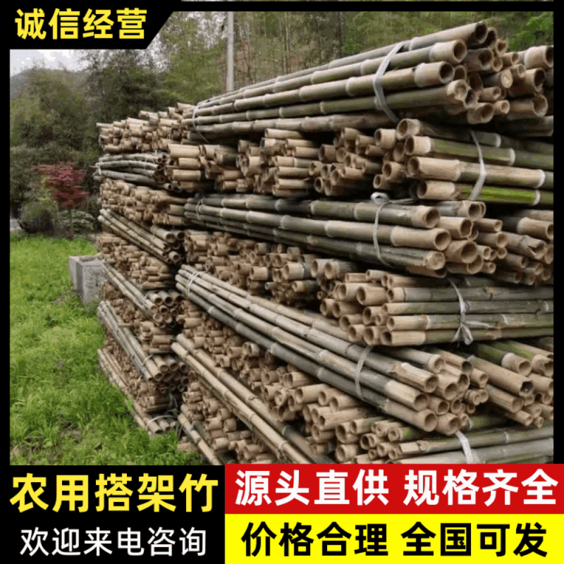 【精品】浙江德清毛竹种植养殖支撑杆果树山药支撑杆