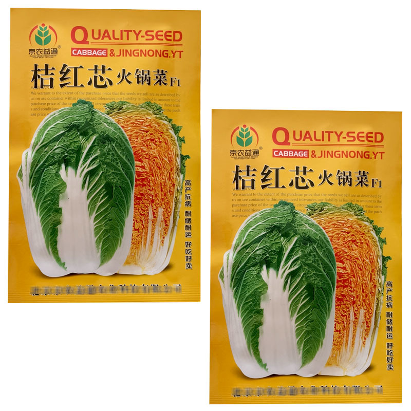 桔红芯火锅菜大白菜种子火锅菜结球紧实耐低温抗病基地型