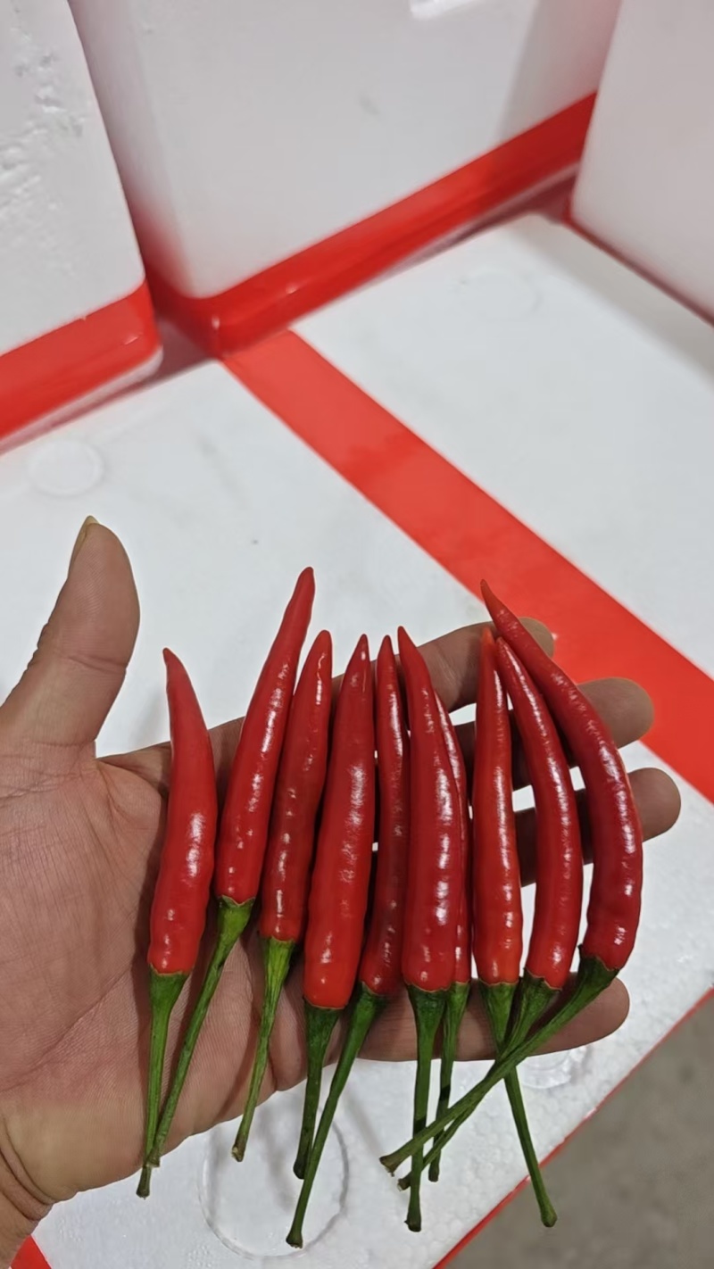 河南商丘睢阳区李口镇小米辣大量有货，交通方便，离高速