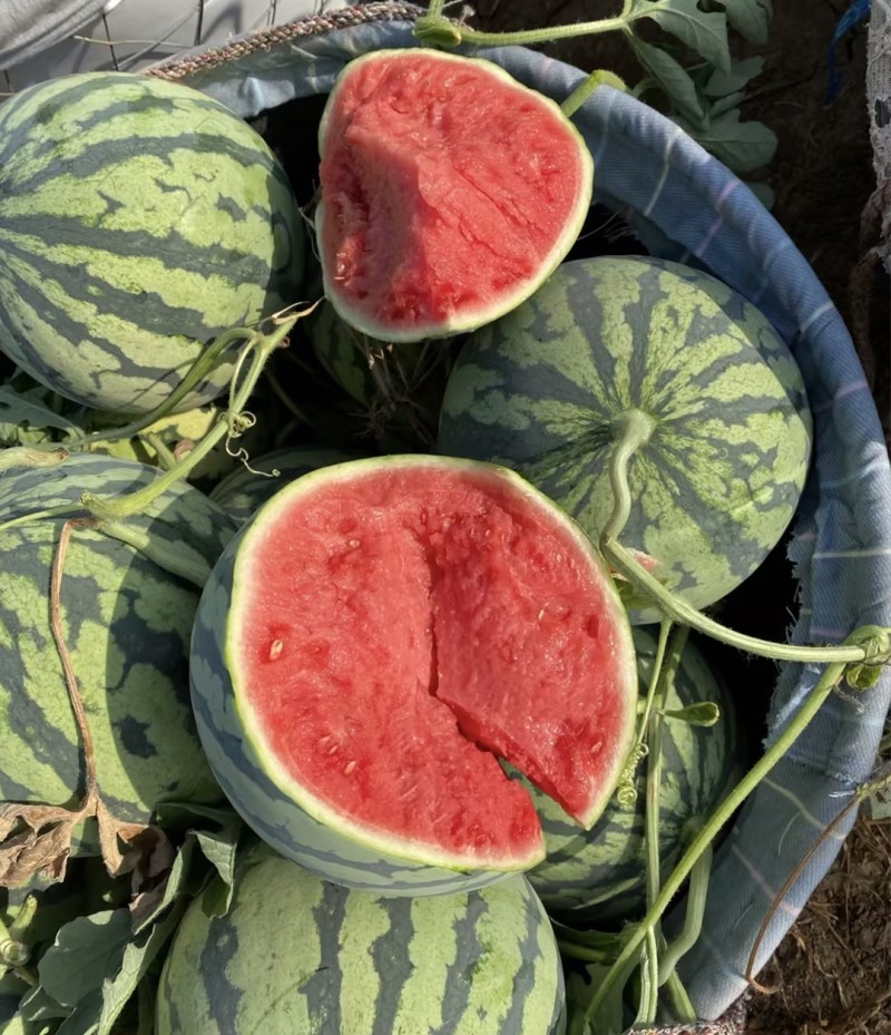 美都麒麟瓜精品西瓜🍉脆甜可口好吃不贵可对接全国电商市场