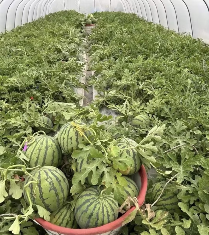 美都麒麟瓜精品西瓜🍉脆甜可口好吃不贵可对接全国电商市场