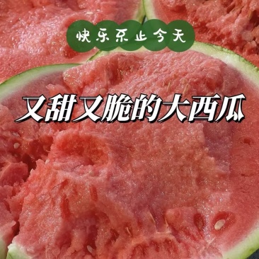 麒麟西瓜美都西瓜无籽西瓜产地直发量大从优可对接全国等