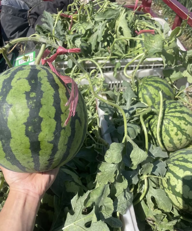 麒麟西瓜美都西瓜无籽西瓜产地直发量大从优可对接全国等