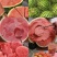 【实力推荐】麒麟西瓜🍉产地直发量大从优可视频看货对接全国