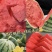 【实力推荐】麒麟西瓜🍉产地直发量大从优可视频看货对接全国