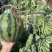 【实力推荐】麒麟西瓜🍉产地直发量大从优可视频看货对接全国