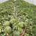 【实力推荐】麒麟西瓜🍉产地直发量大从优可视频看货对接全国