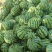 【实力推荐】麒麟西瓜🍉产地直发量大从优可视频看货对接全国