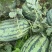 【推荐】甜王西瓜广西西瓜基地直供包熟包甜量大优惠