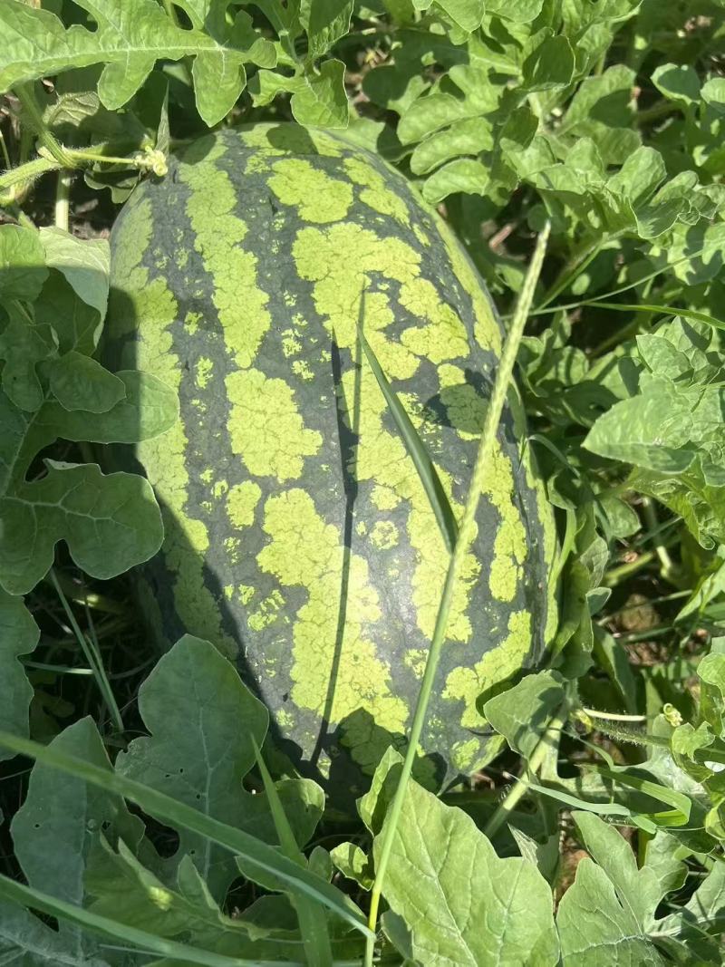 【推荐】甜王西瓜广西西瓜基地直供包熟包甜量大优惠