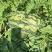 【推荐】甜王西瓜广西西瓜基地直供包熟包甜量大优惠