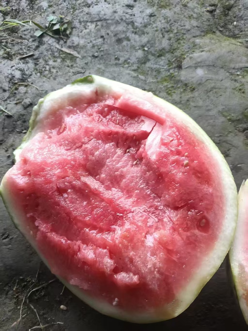 美都西瓜广西精品西瓜甘甜爽口脆甜多汁量大从优