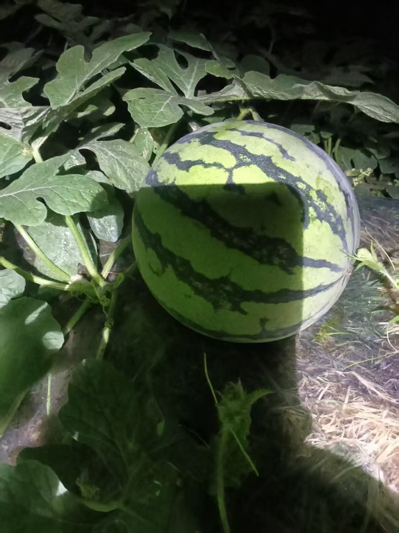 美都西瓜广西精品西瓜甘甜爽口脆甜多汁量大从优