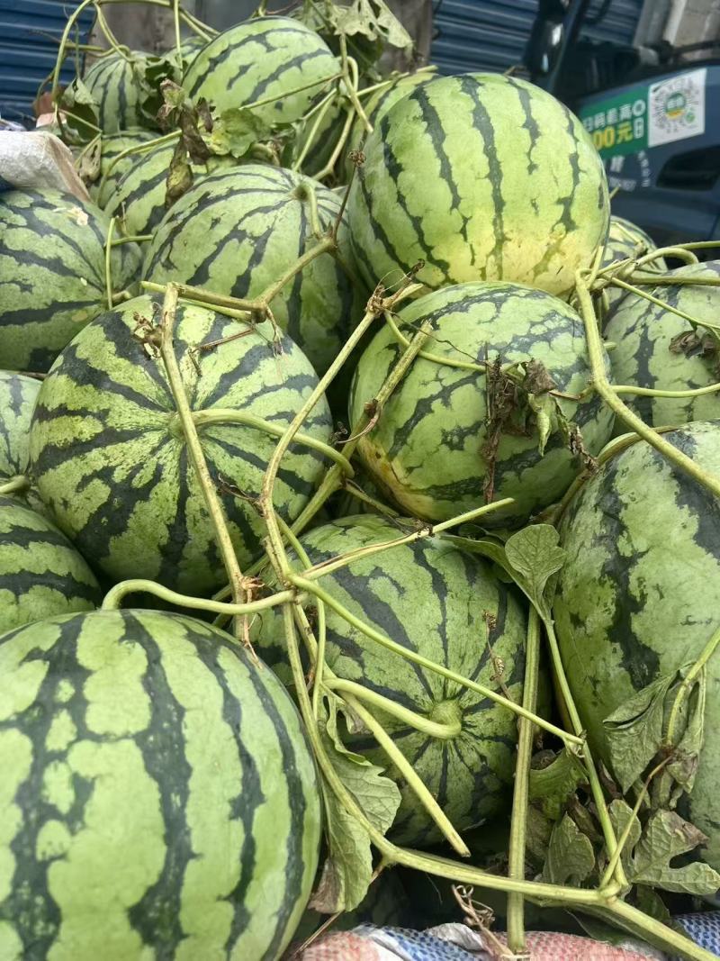 美都西瓜广西精品西瓜甘甜爽口脆甜多汁量大从优