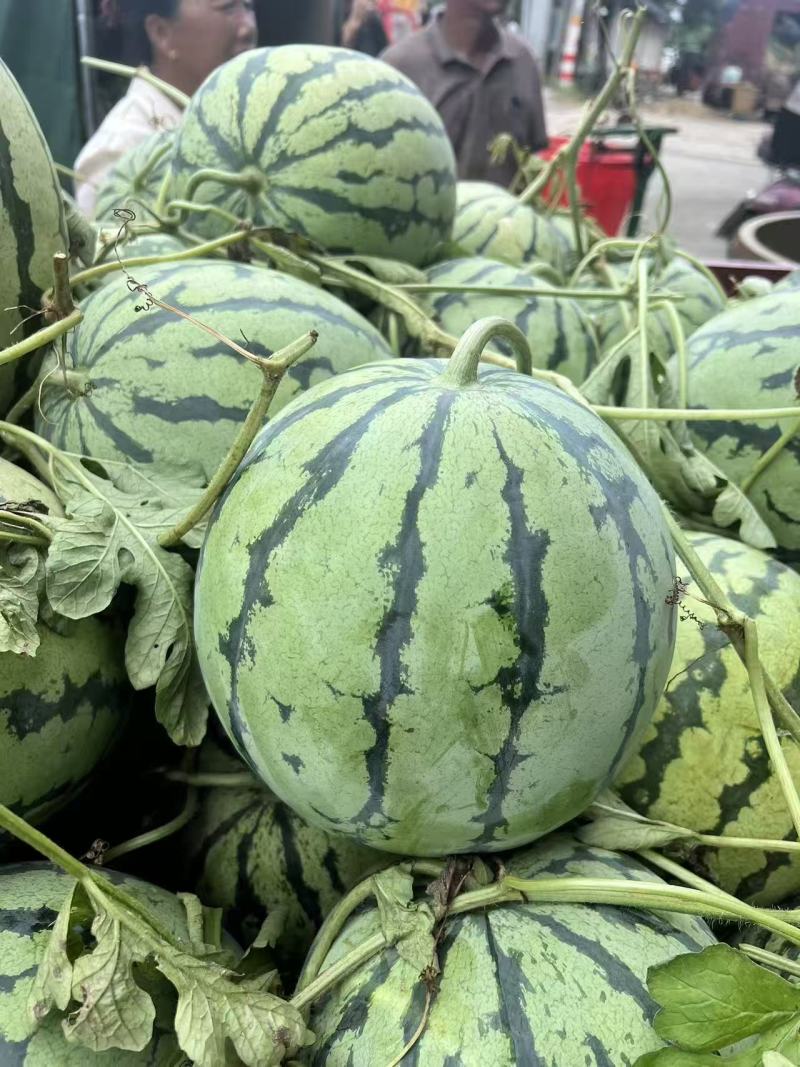 美都西瓜广西精品西瓜甘甜爽口脆甜多汁量大从优