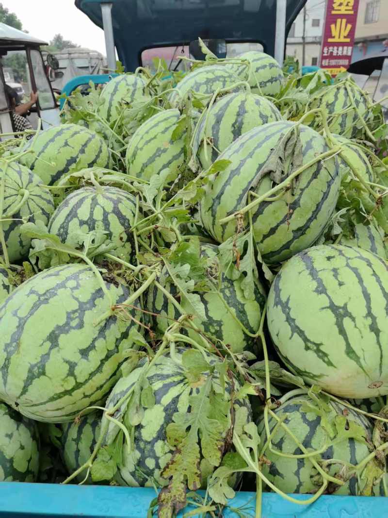美都西瓜广西精品西瓜甘甜爽口脆甜多汁量大从优
