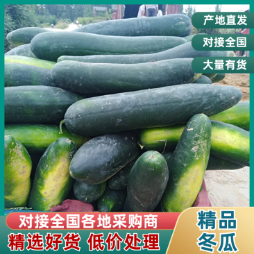 【推荐】湖北冬瓜精品冬瓜货源充足保质保量对接全国