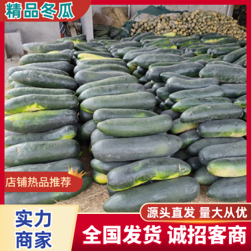 精品冬瓜湖北冬瓜产地一手货源保质保量对接全国