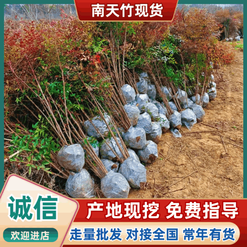 丛生南天竹：高60到1.5米，七八个杆以上品质优可视频看