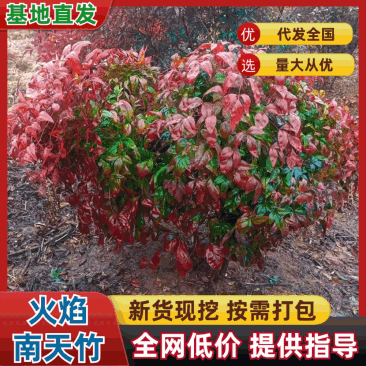 火焰南天竹景观大球，稀缺精品，冬季全红